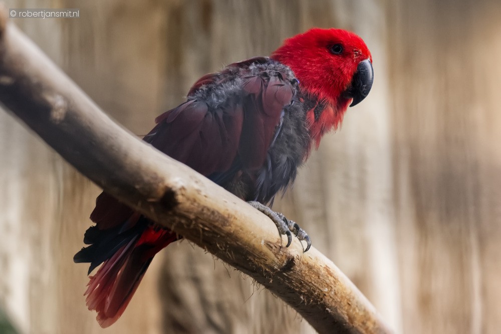 Foto van Papoea Edelpapagaai (Eclectus polychloros) in Best Zoo, Best