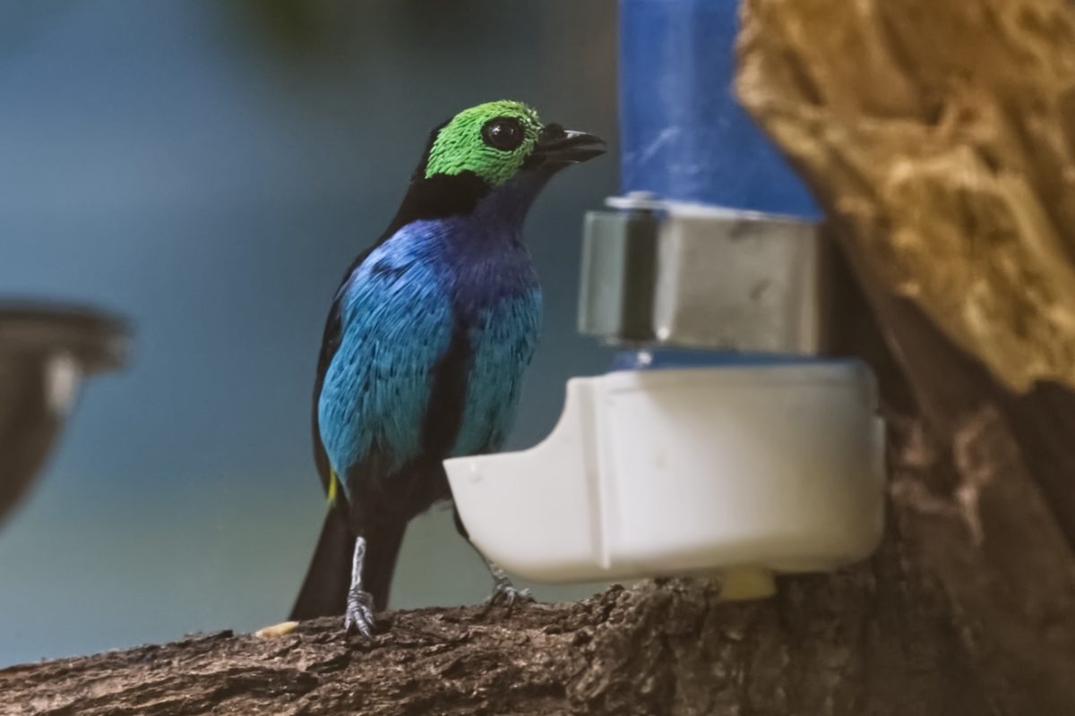 Foto van Paradijstangare (Tangara chilensis) in Zoo Berlin