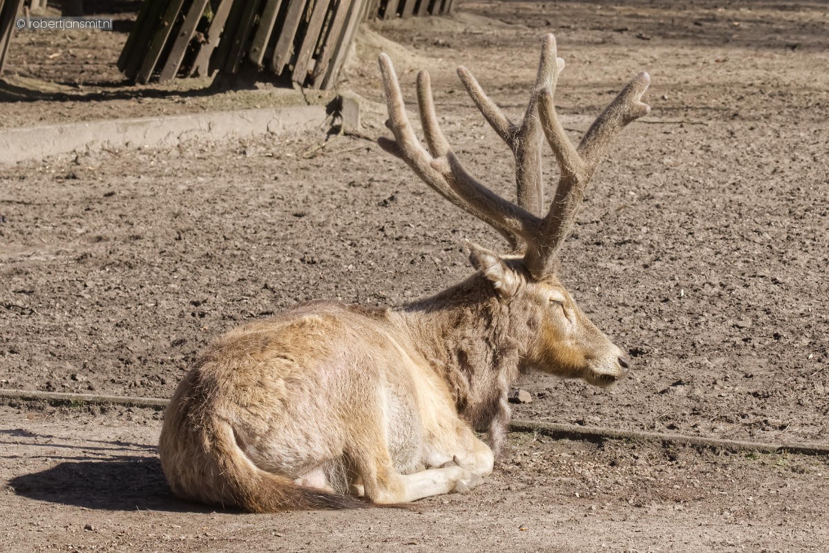 Foto van Pater Davidshert (Elaphurus davidianus) in Tierpark Berlin