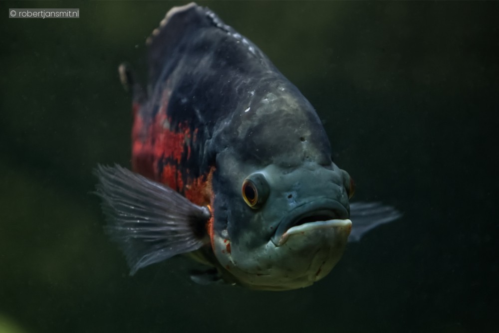 Foto van Pauwoogcichlide (Astronotus ocellatus) in Blijdorp Rotterdam