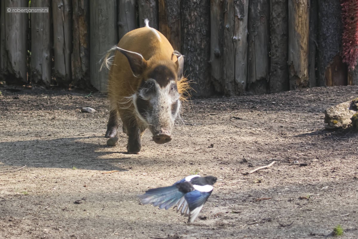 Foto van Penseelzwijn (Potamochoerus porcus) in Zoo Krefeld