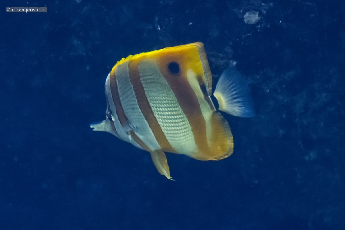 Foto van Pincetvis (Chelmon rostratus) in Burgers Zoo Arnhem