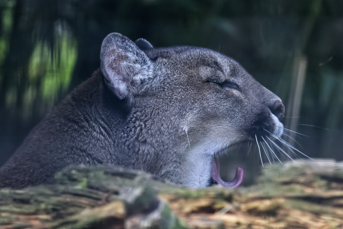 Foto van Poema (Puma concolor) in Dierenpark Hoenderdaell Anna Paulowna