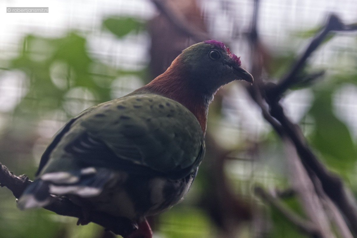 Foto van Prachtvruchtenduif (Ptilinopus superbus) in Avifauna Alphen a/d Rijn