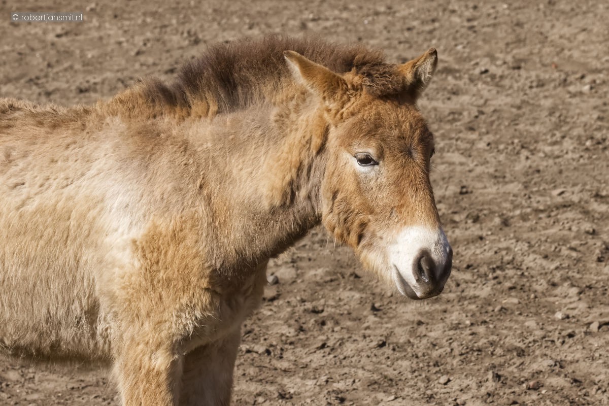 Foto van Przewalskipaard (Equus ferus przewalskii) in Tierpark Berlin