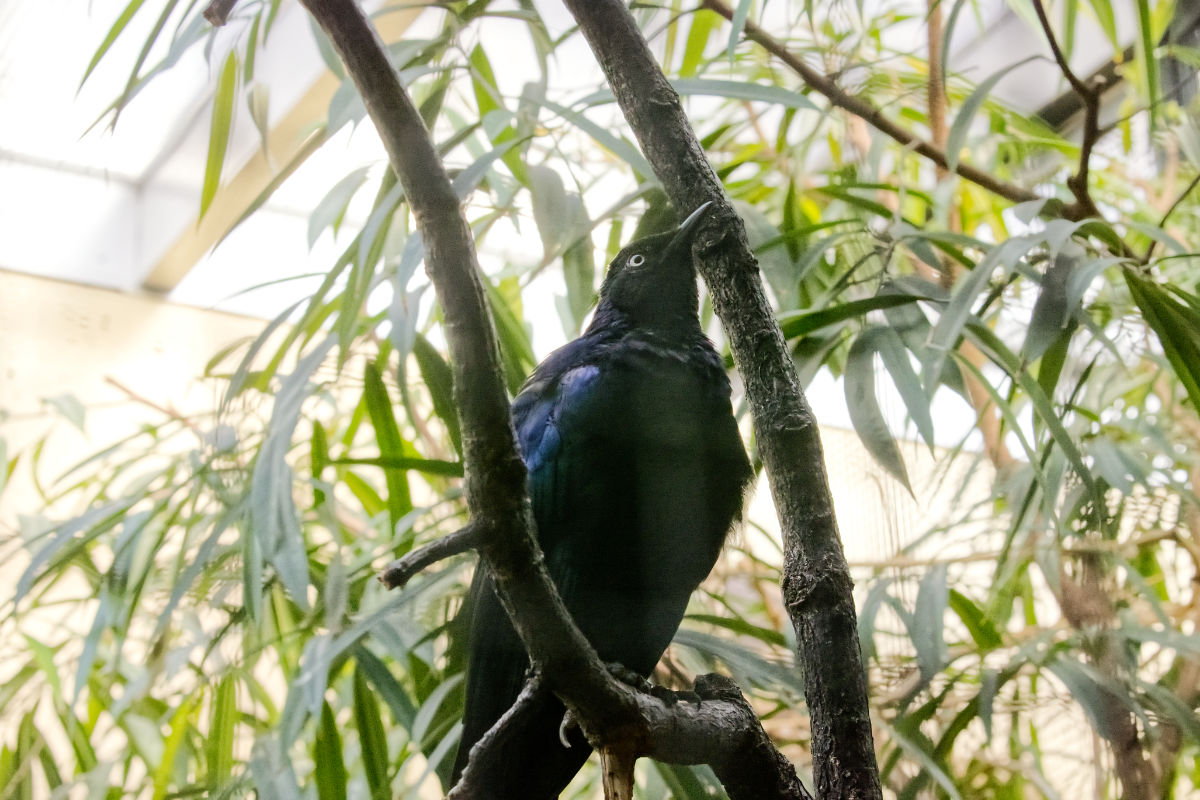 Foto van Purperglansspreeuw (Lamprotornis purpureus) in Zoo Berlin