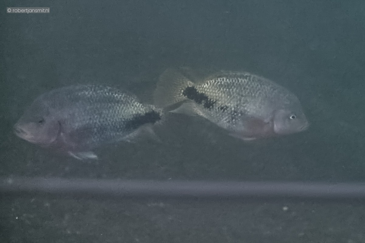 Foto van Quetzalcichlide (Vieja melanura) in Burgers Zoo Arnhem