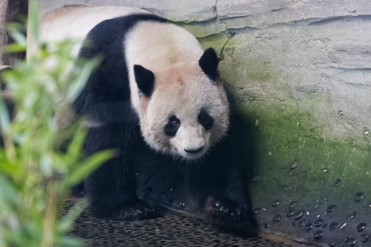 Foto van Reuzenpanda (Ailuropoda melanoleuca) in Zoo Berlin