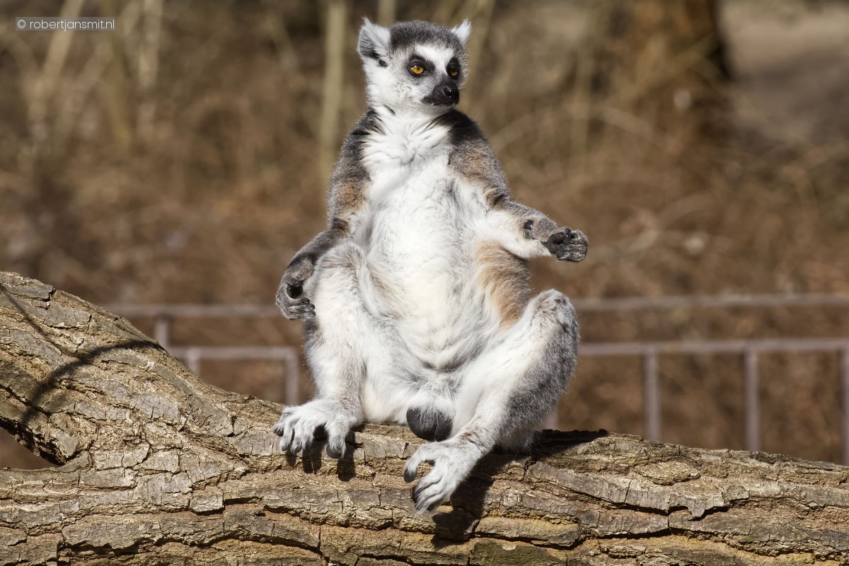Foto van Ringstaartmaki (Lemur catta) in Tierpark Berlin