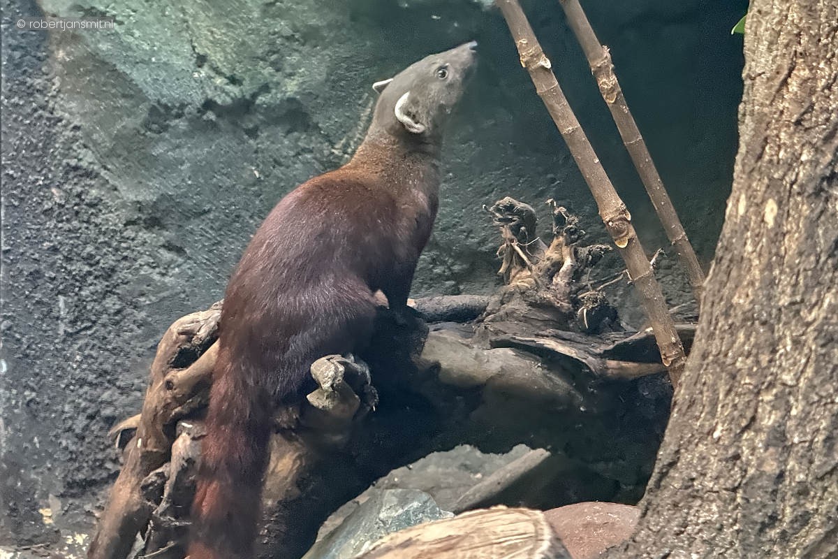 Foto van Ringstaartmangoest (Galidia elegans) in Zoo Berlin
