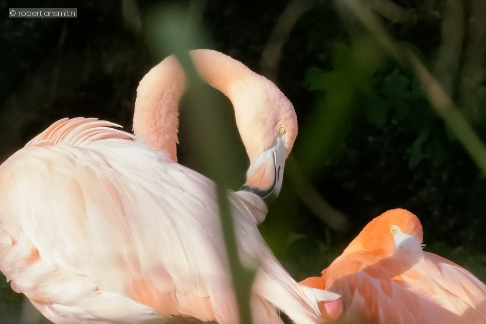 Foto van Rode flamingo (Phoenicopterus ruber) in Zoo Antwerpen België