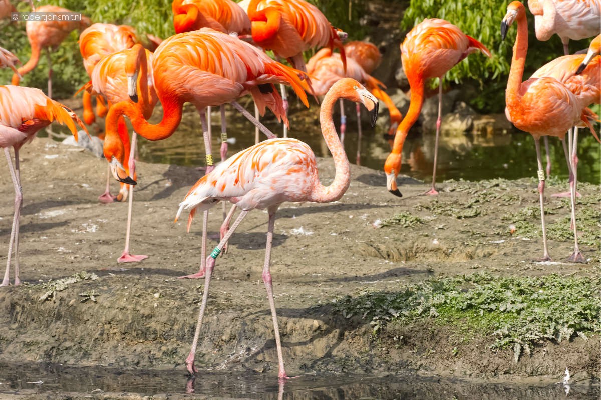 Foto van Rode flamingo (Phoenicopterus ruber) in Zoo Krefeld