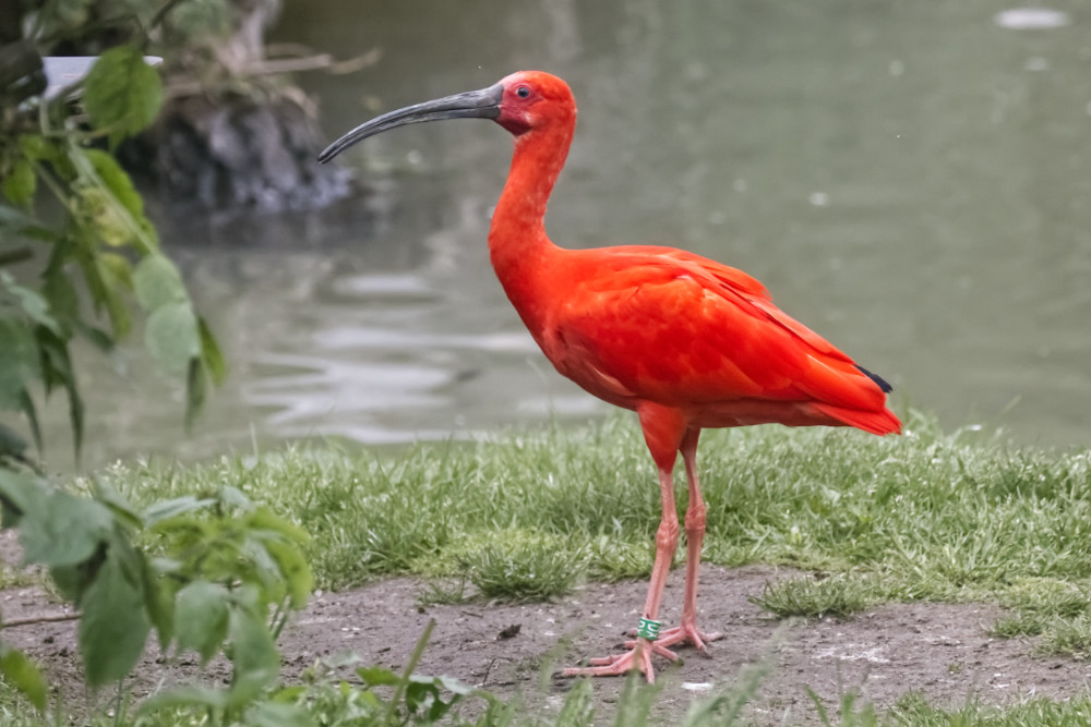 Rode Ibis 