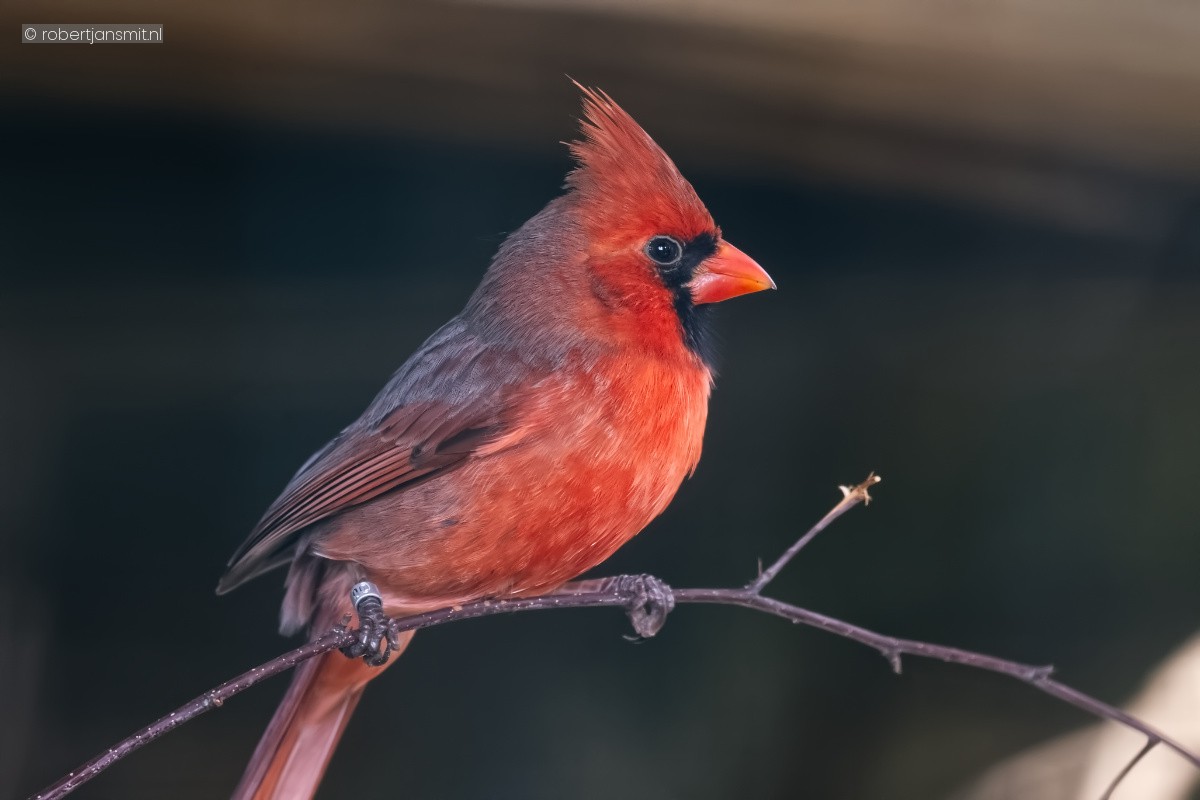 Foto van Rode kardinaal (Cardinalis cardinalis) in Tierpark Berlin