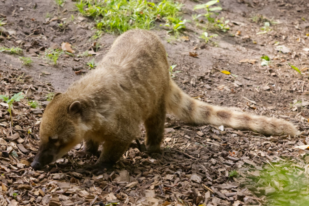 Foto van Rode neusbeer  (Nasua nasua) in ZooParc Overloon