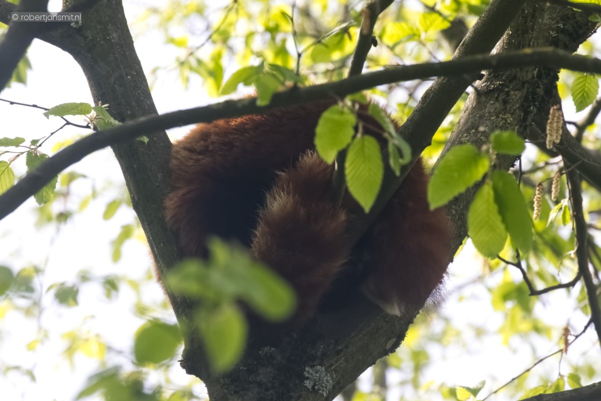 Foto van Rode panda (Ailurus fulgens) in Zoo Krefeld