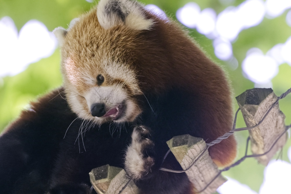 Foto van Rode panda (Ailurus fulgens) in ZooParc Overloon