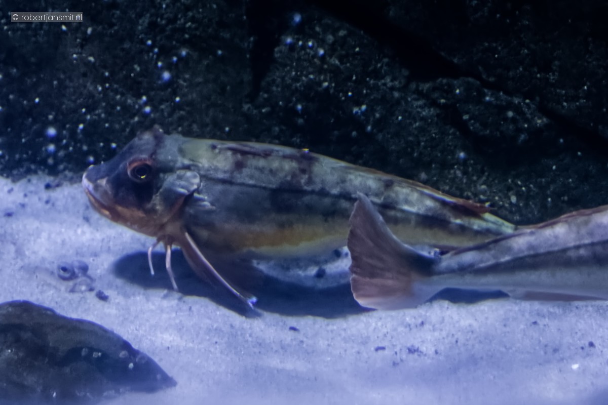 Foto van Rode poon (Chelidonichthys lucerna) in Blijdorp Rotterdam