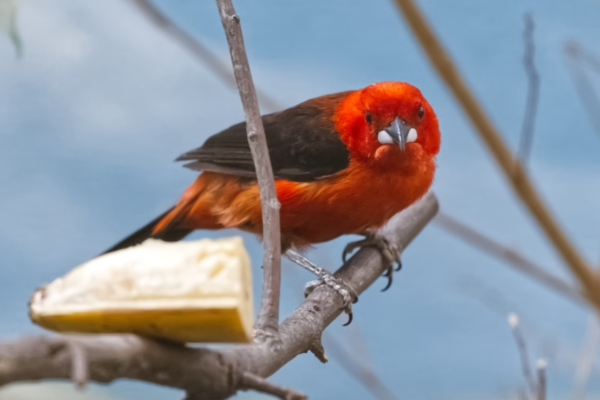 Foto van Rode tangare (Ramphocelus bresilia) in Zoo Berlin
