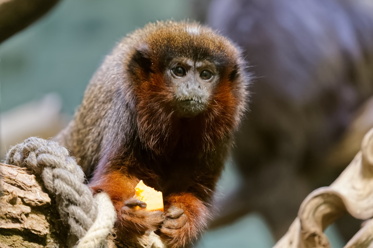 Foto van Rode titi (Plecturocebus cupreus) in Zoo Berlin