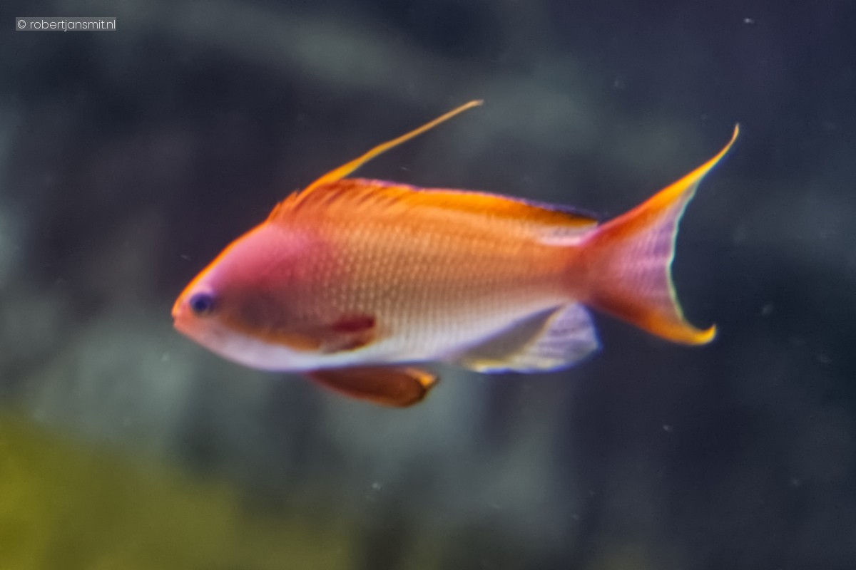 Foto van rode vlagbaars (Pseudanthias squamipinnis) in Artis Amsterdam