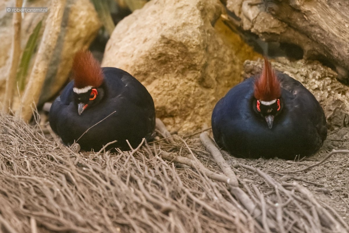 Foto van Roelroel (Rollulus rouloul) in Zoo Krefeld