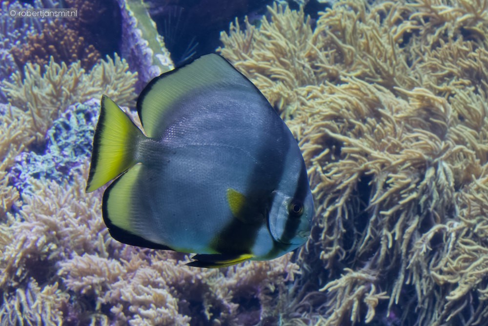 Foto van ronde vleermuisvis (Platax orbicularis) in Zoo Antwerpen België