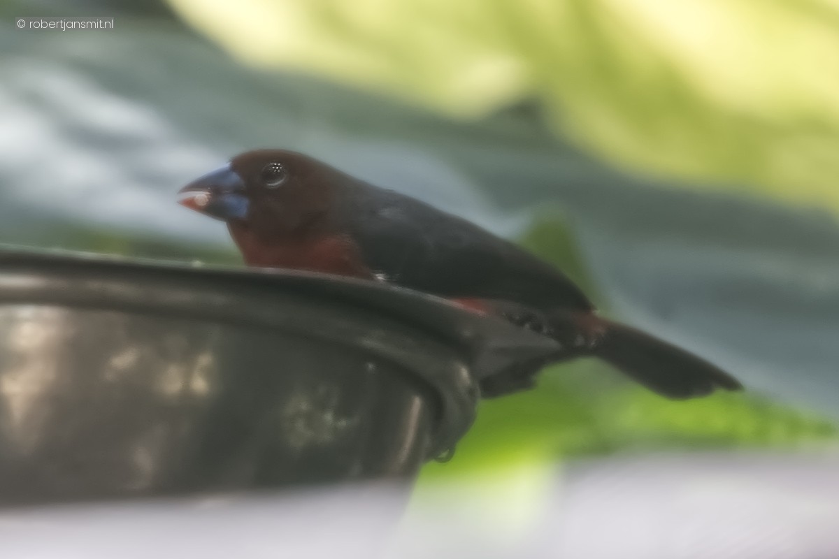 Foto van Roodborstblauwsnavel (Spermophaga haematina) in Zoo Berlin