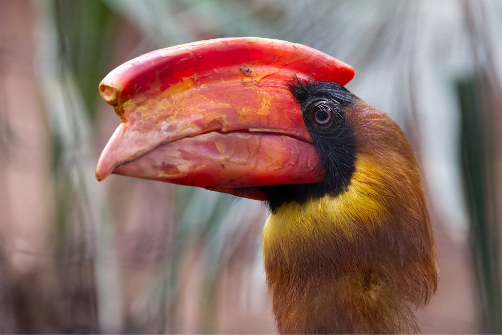 Rb. neushoornvogel 