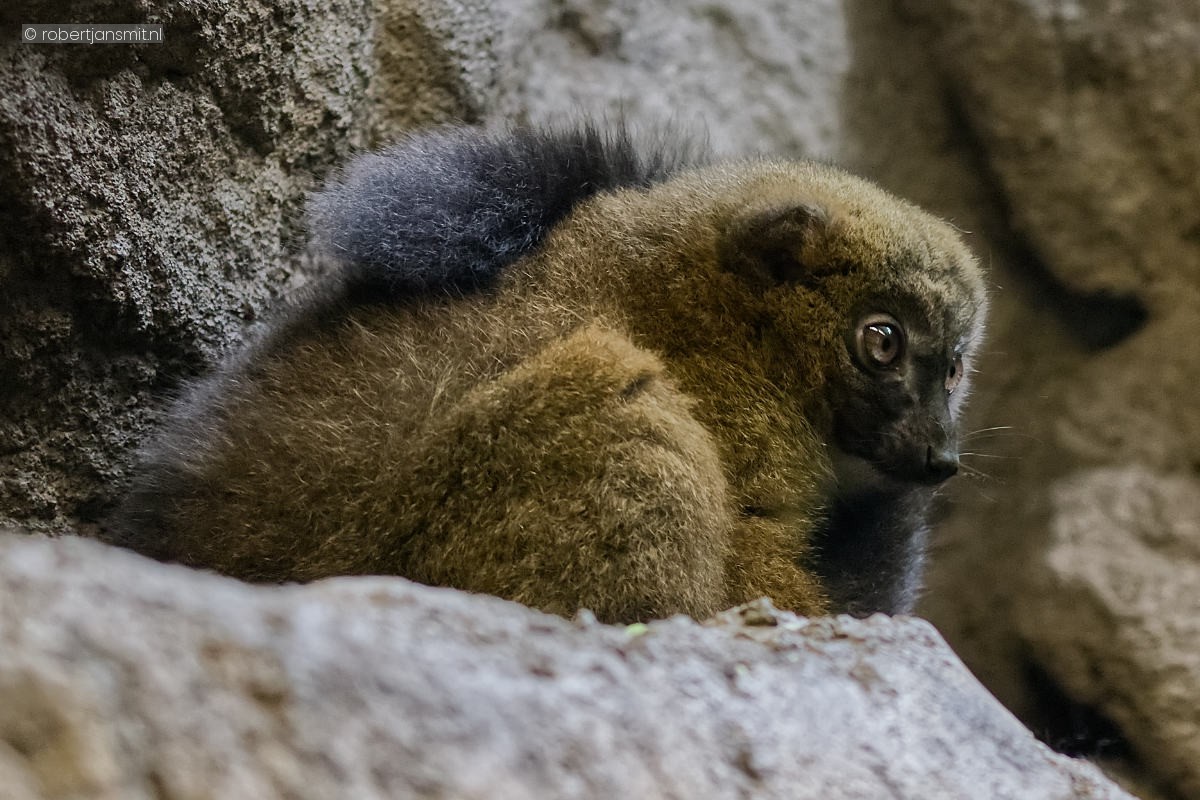 Foto van Roodbuikmaki (Eulemur rubriventer) in Tierpark Berlin
