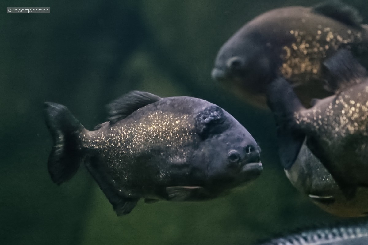 Foto van Roodbuikpiranha (Pygocentrus nattereri) in Blijdorp Rotterdam