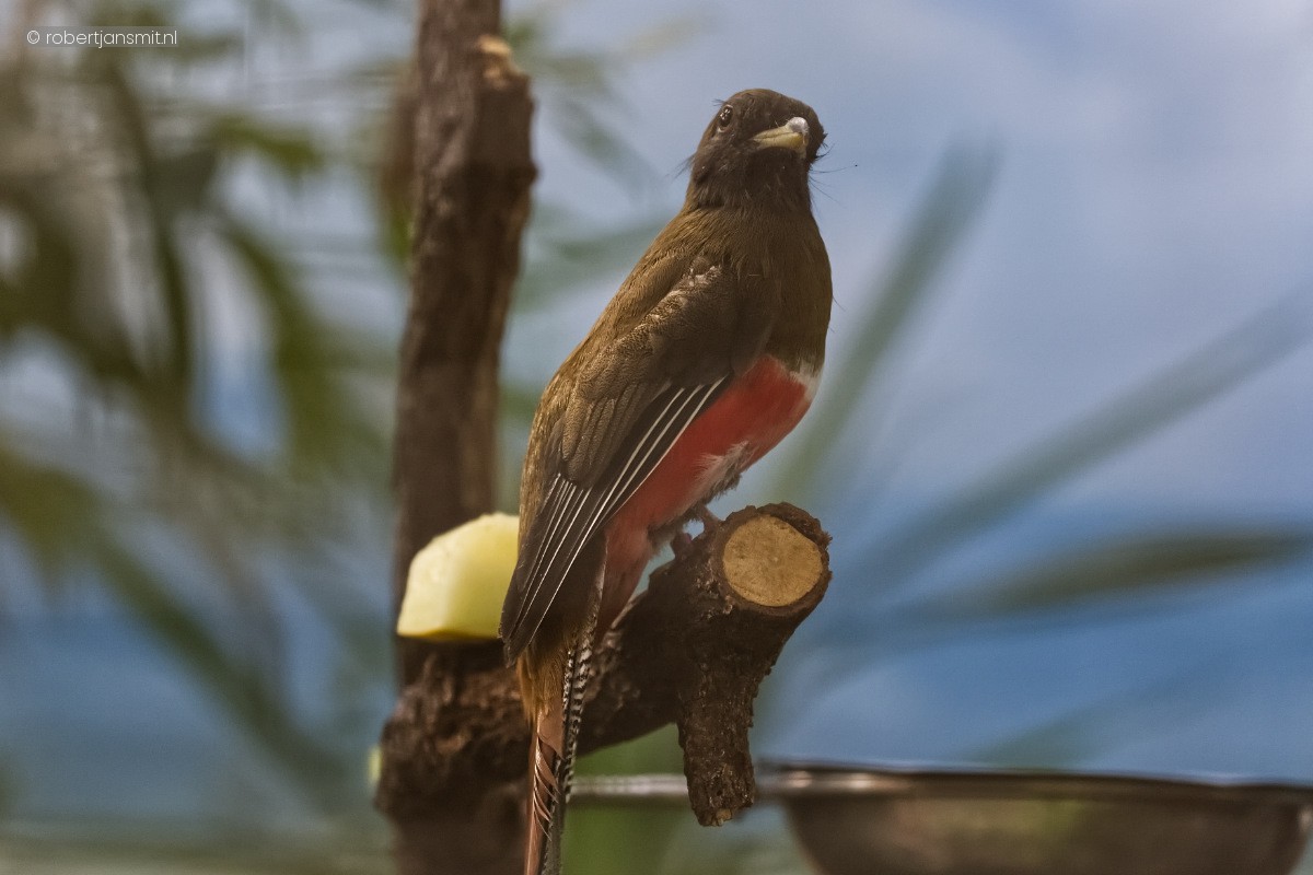 Foto van Roodkoptrogon (Harpactes erythrocephalus) in Zoo Berlin