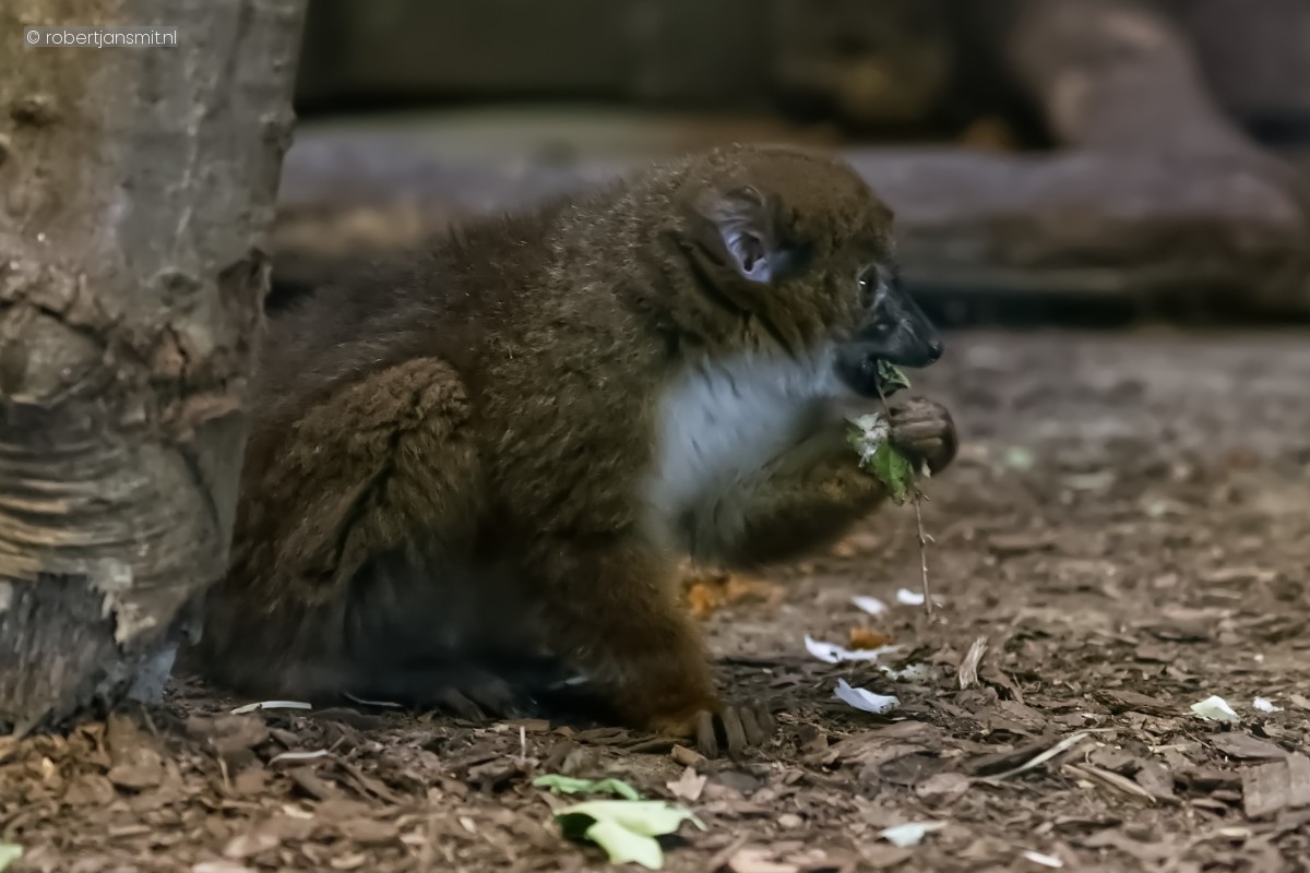 Foto van Roodkraagmaki (Eulemur collaris) in Tierpark Berlin