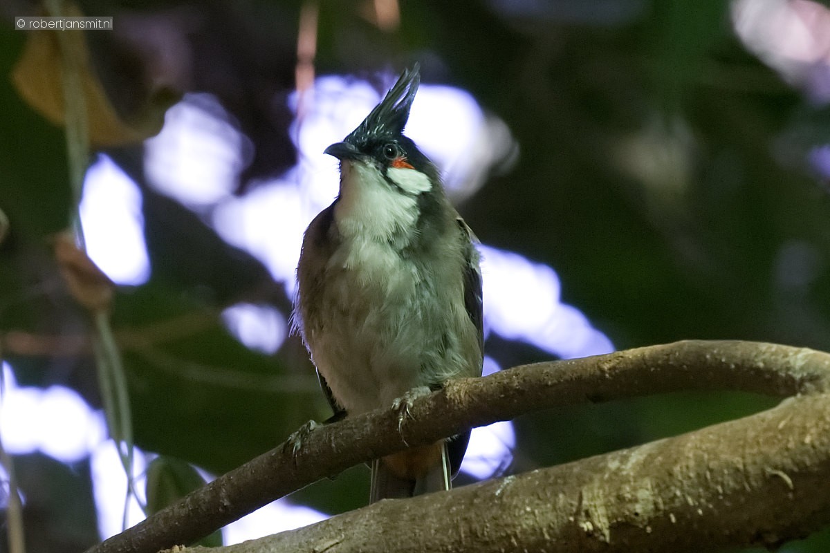 Foto van Roodoor buulbuul (Pycnonotus jocosus) in Tierpark Berlin