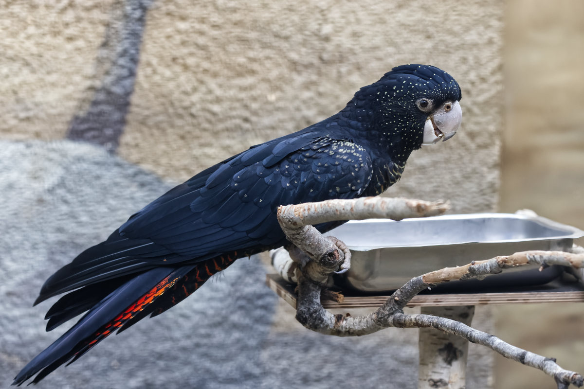 Foto van Roodstaartraafkaketoe (Calyptorhynchus banksii) in Zoo Berlin