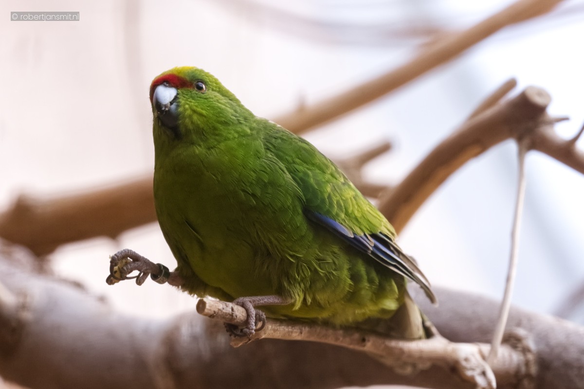 Foto van Roodvoorhoofdkakariki (Cyanoramphus novaezelandiae) in Zoo Berlin