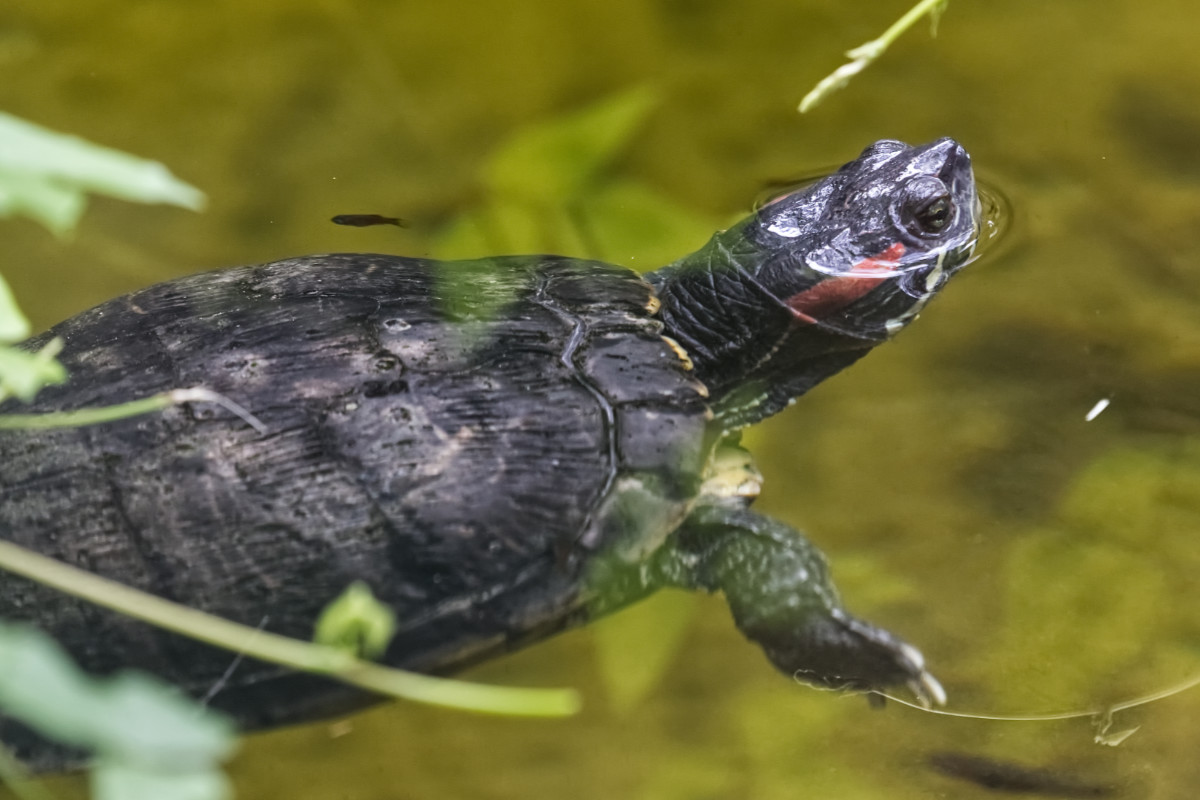 Foto van Roodwangschildpad (Trachemys scripta elegans) in Dierenpark Hoenderdaell Anna Paulowna