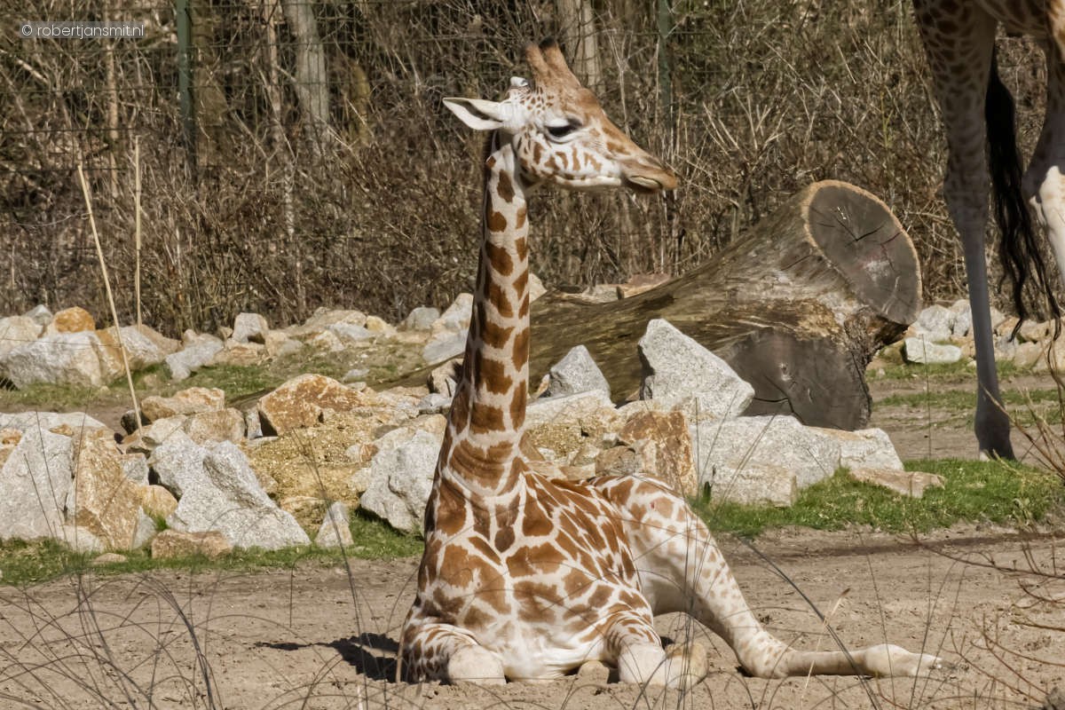 Foto van Rothschildgiraffe (Giraffa camelopardalis rothschildi) in Tierpark Berlin