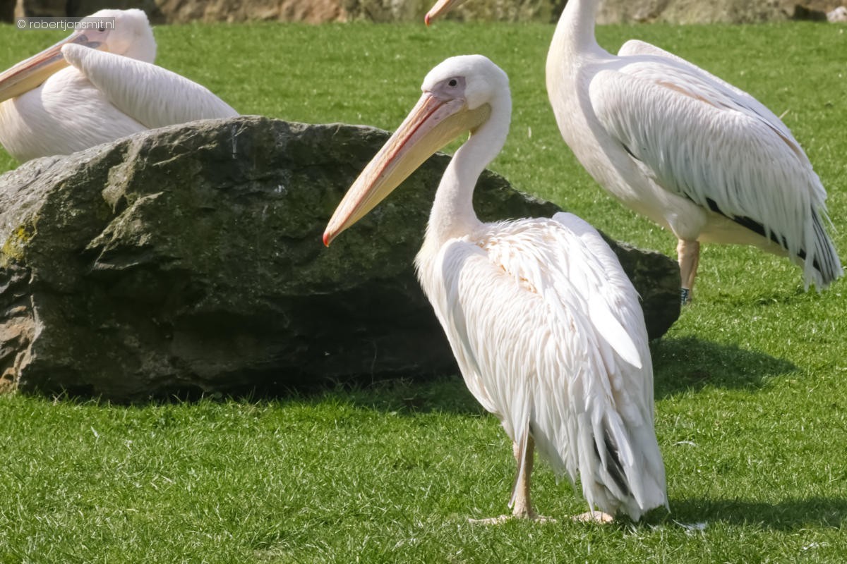 Foto van Roze pelikaan (Pelecanus onocrotalus) in Zoo Krefeld