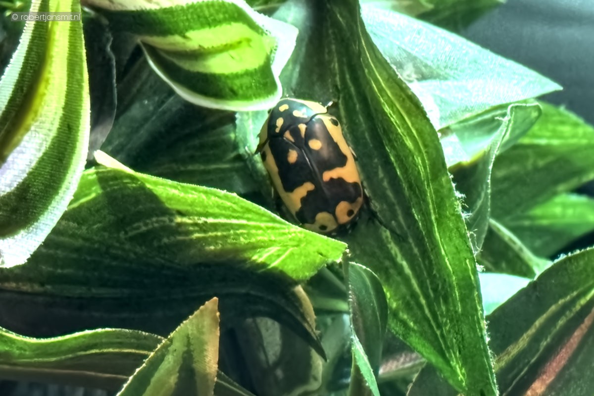 Foto van Kongo-rozenkever (Pachnoda marginata) in Dierenpark Amersfoort