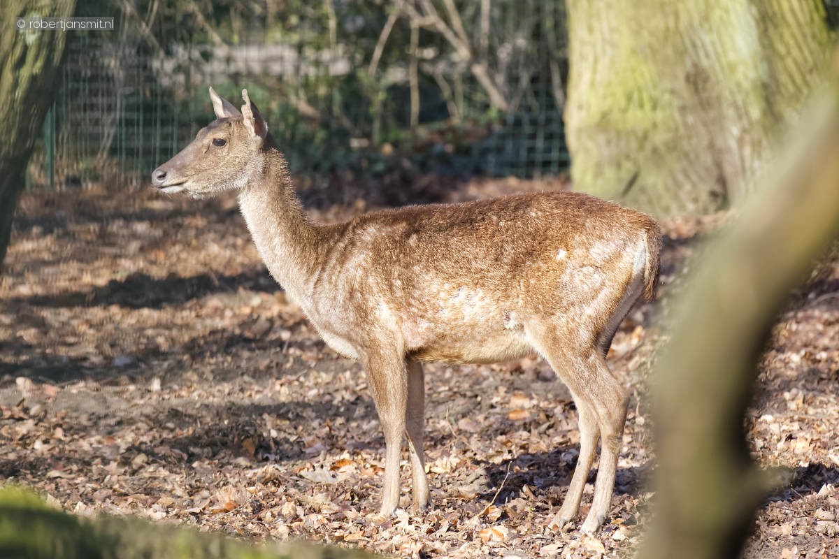 Foto van Javaans hert (Rusa timorensis) in Tierpark Berlin