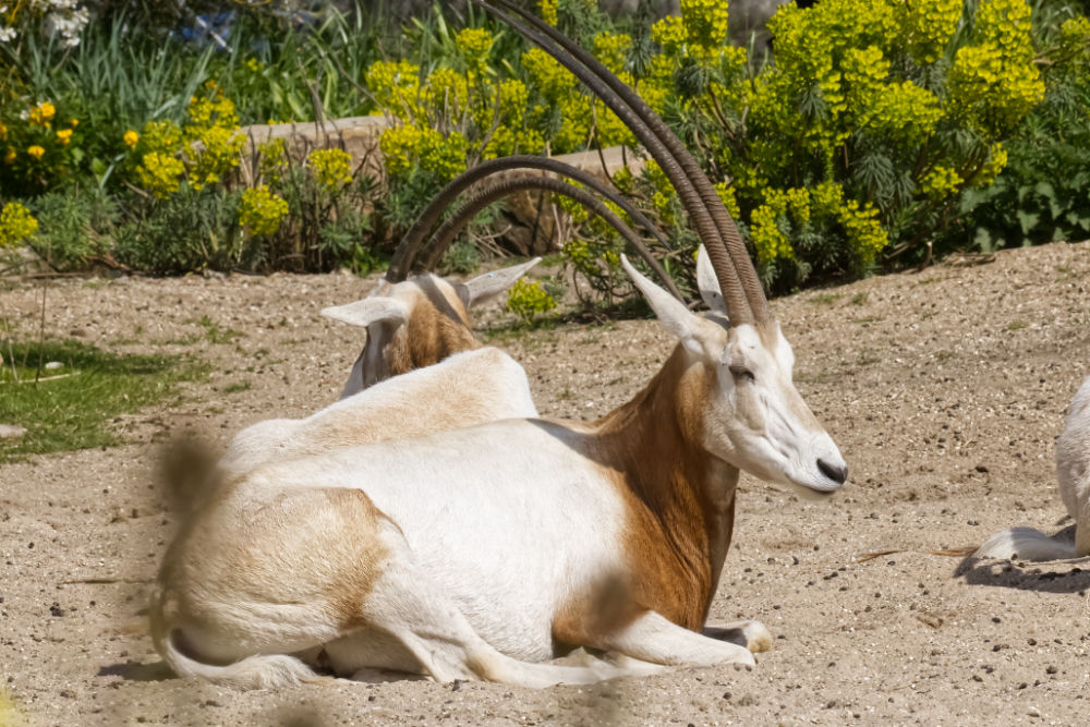 Sabelantilope 