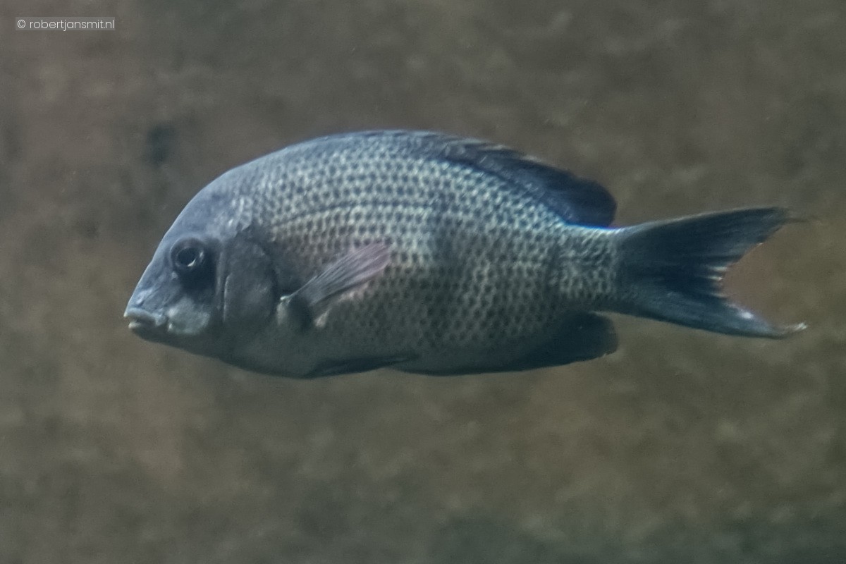 Foto van Sambirano-cichlide (Ptychochromis oligacanthus) in Artis Amsterdam