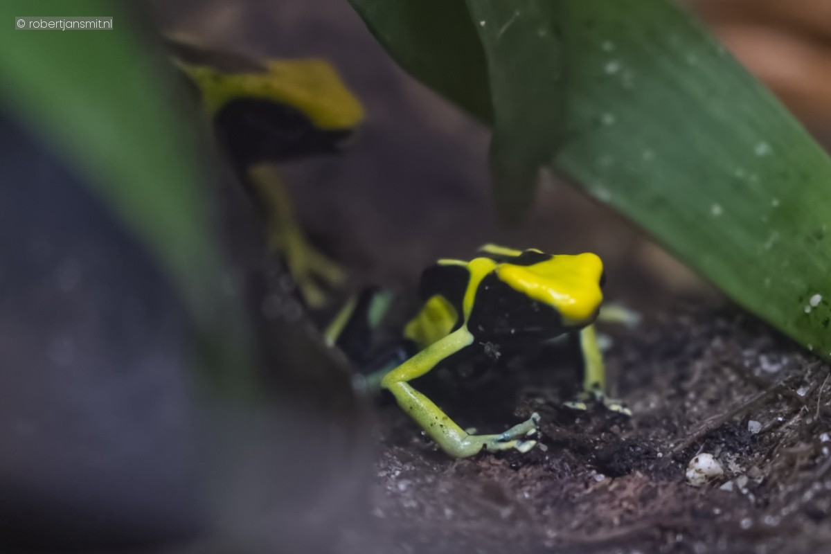 Foto van Schilderskikker (Dendrobates tinctorius) in Artis Amsterdam