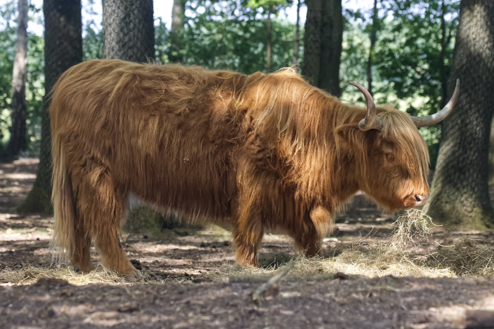 Schotse Hooglander 
