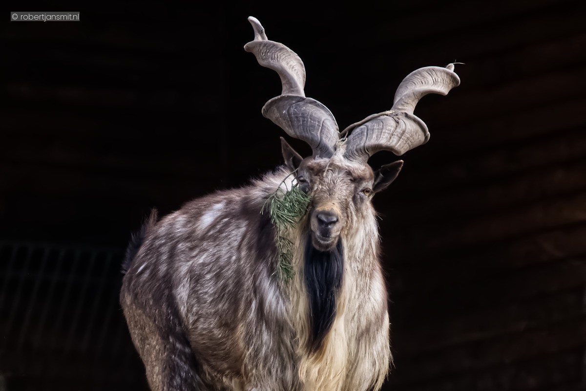 Foto van Schroefhoorngeit (Capra falconeri) in Tierpark Berlin