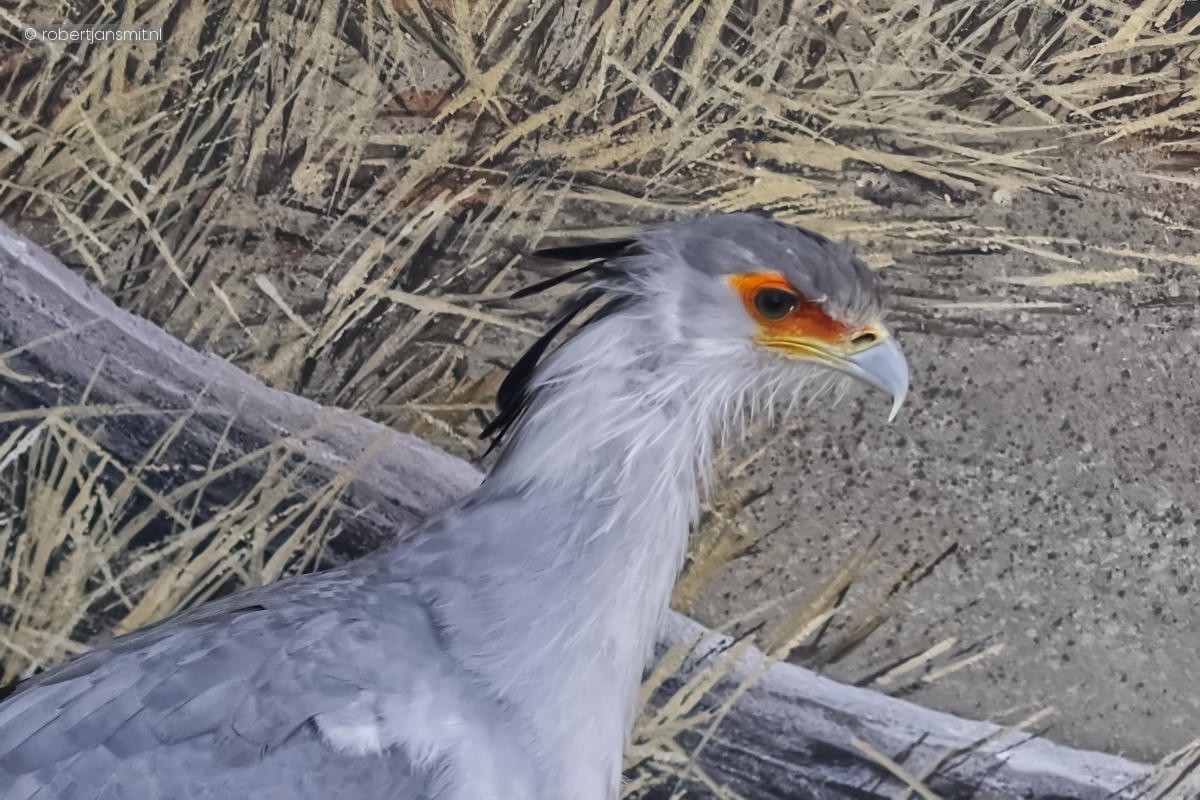 Foto van Secretarisvogel (Sagittarius serpentarius) in Tierpark Berlin