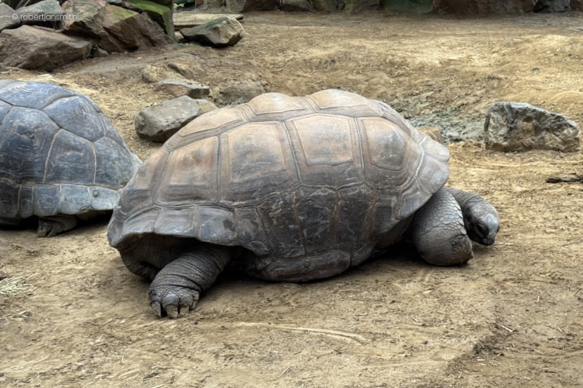 Foto van Seychellenreuzenschildpad (Aldabrachelys gigantea) in Dierenpark Amersfoort