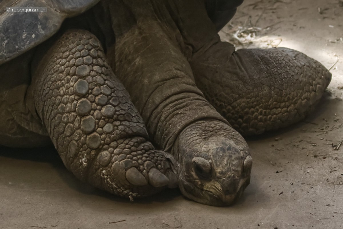 Foto van Seychellenreuzenschildpad (Aldabrachelys gigantea) in Zoo Krefeld