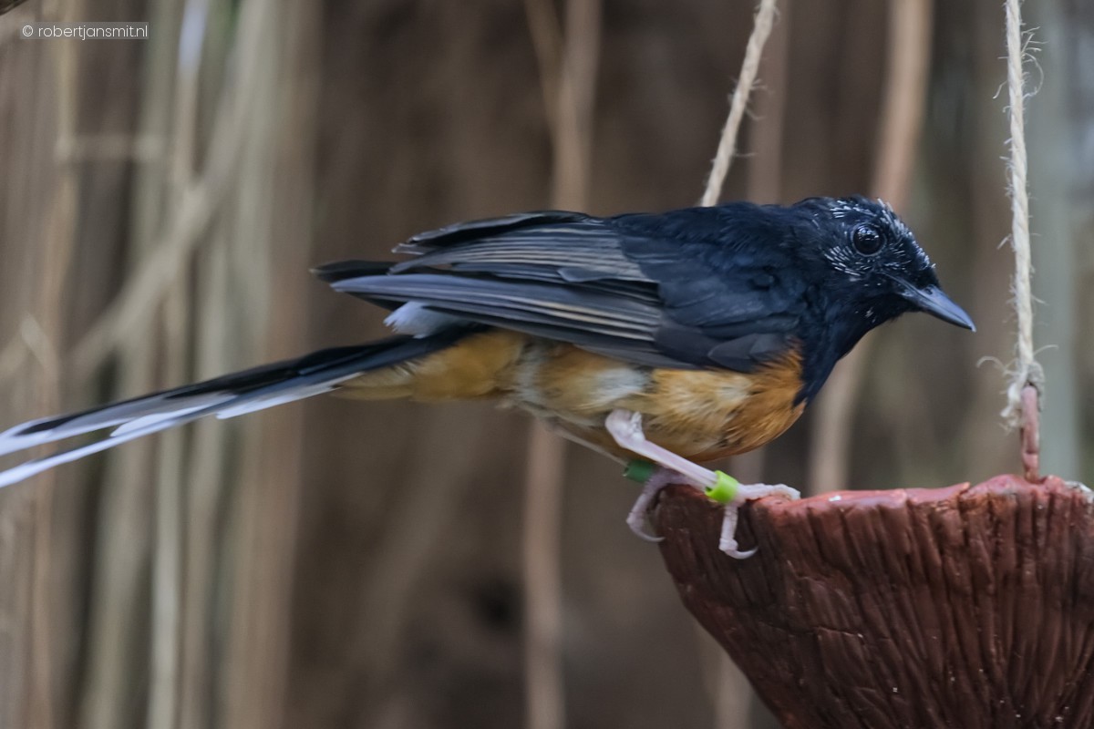 Foto van Shamalijster (Copsychus malabaricus) in Tierpark Berlin